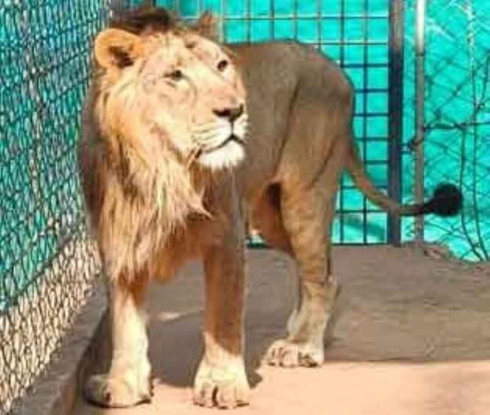 वन विहार, भोपाल में एशियाई सिंह को देख सकेंगे पर्यटक