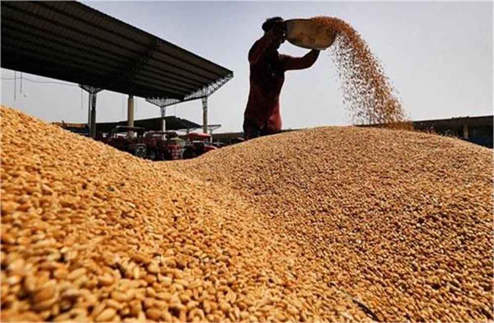 हरियाणा में मौसम ने कड़ाके की सर्दी के बाद अब करवट बदली, गेहूं के लिए मौसम अच्छा, बंपर पैदावार की उम्मीद