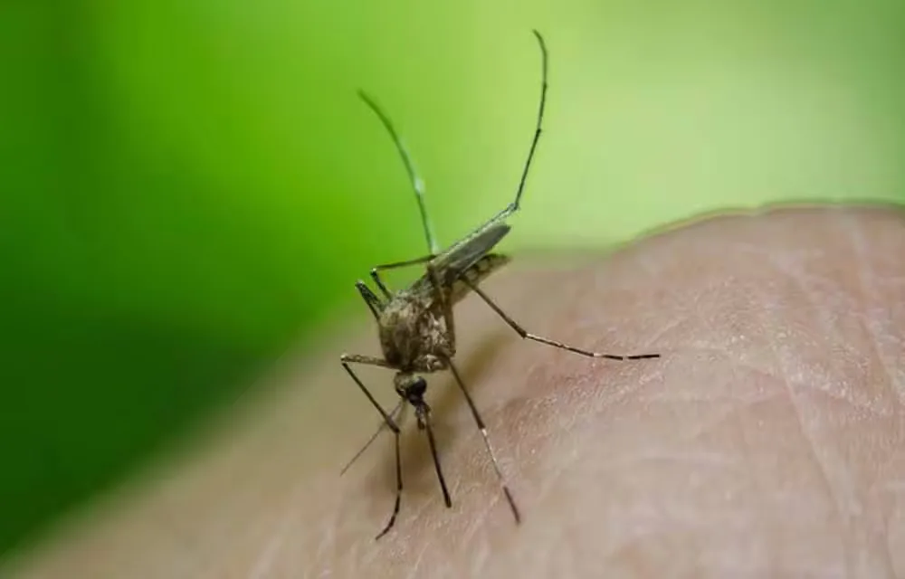 डेंगू: बचाव और इलाज की हर जानकारी
