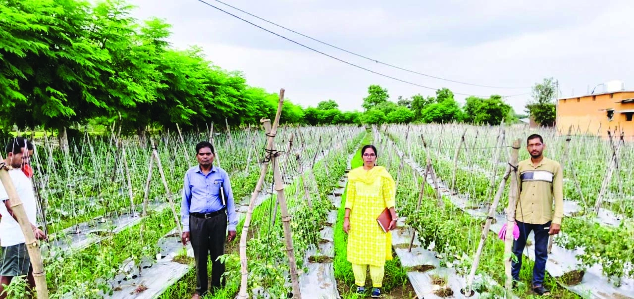 राष्ट्रीय कृषि योजना से ईश्वरी प्रसाद ने टमाटर से कमाए लाखों