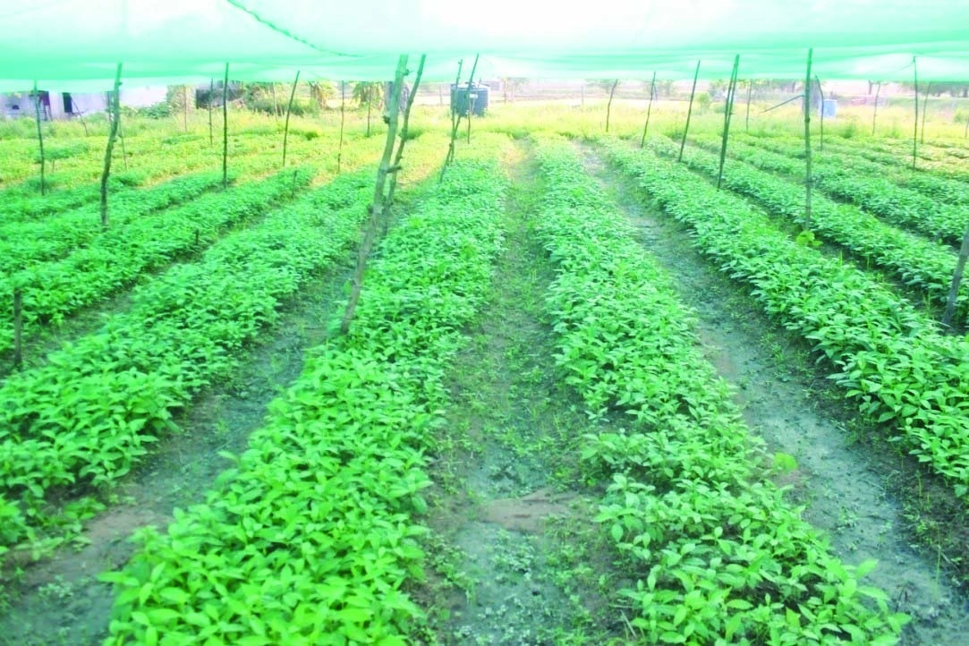 औषधीय पौधों की खेती से किसानों की बढ़ रही समृद्धि