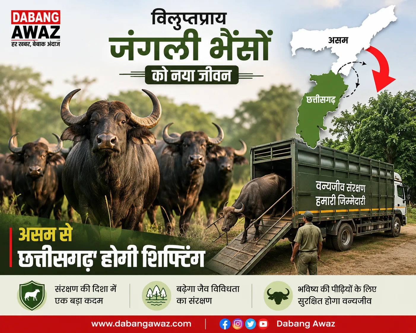 विलुप्तप्राय जंगली भैंसों को नया जीवन: असम से छत्तीसगढ़ होगी शिफ्टिंग